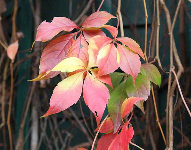 Wien-Strudlhofstiege