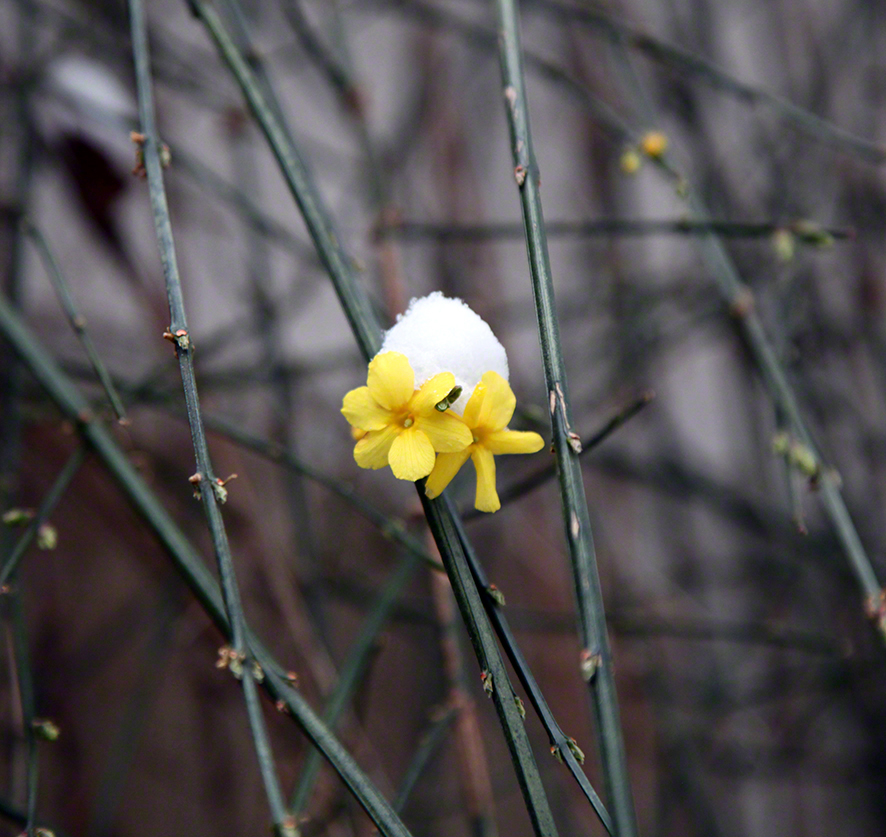Wien, Strudlhofstiege, Winterjasmin