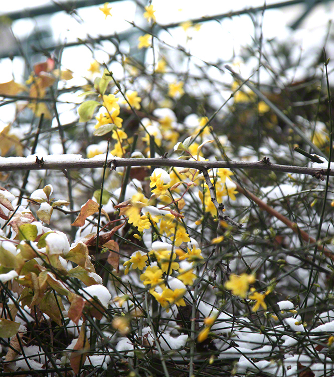 Wien, Strudlhofstiege, Winterjasmin