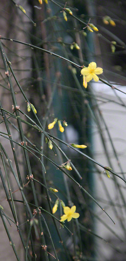 Wien, Strudlhofstiege, Winterjasmin