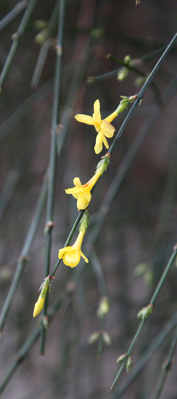 Wien, Strudlhofstiege, Winterjasmin