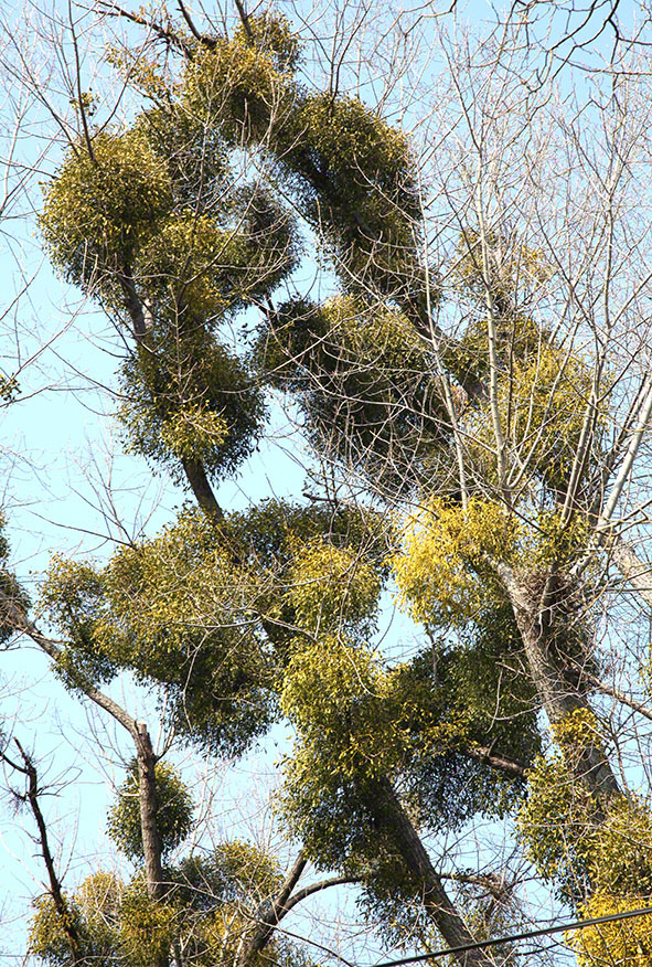 Prater - Lusthauswasser