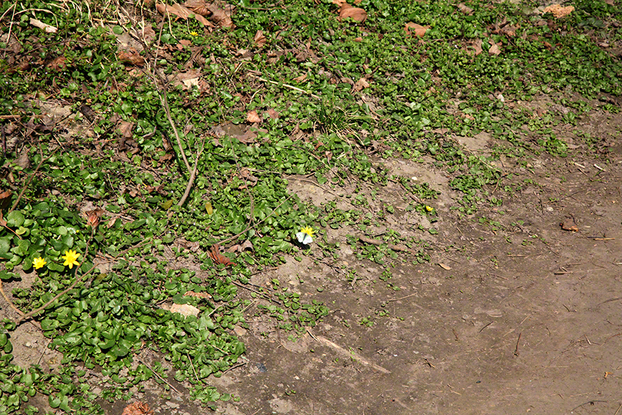 Prater - Lusthauswasser - Schmetterling