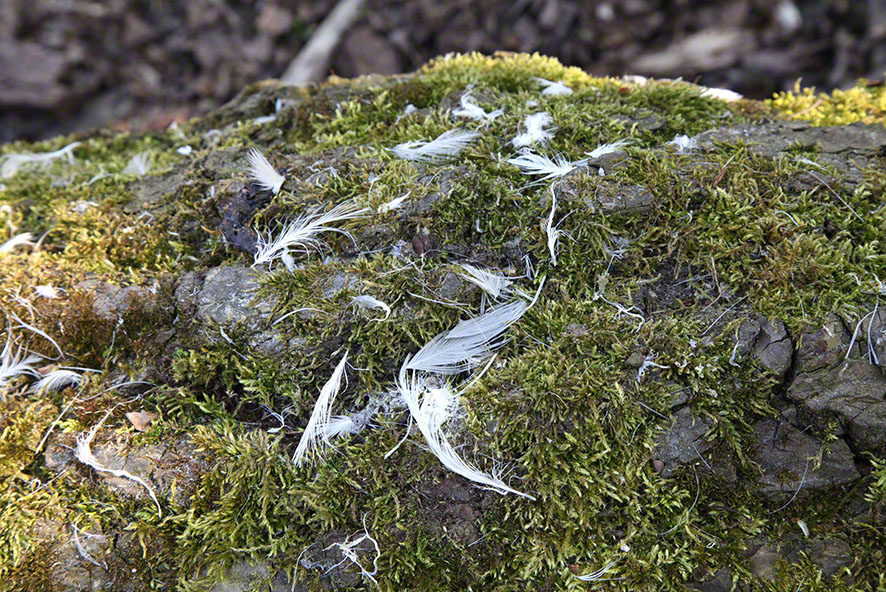 Lusthauswasser, Vogelfedern