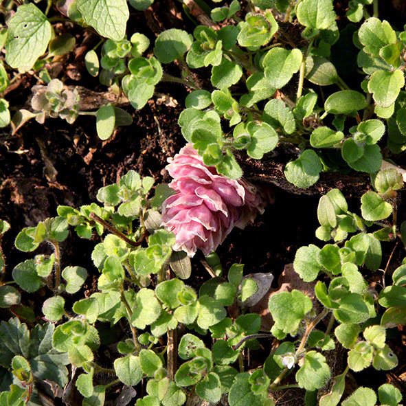 Lusthauswasser, Schuppenwurz