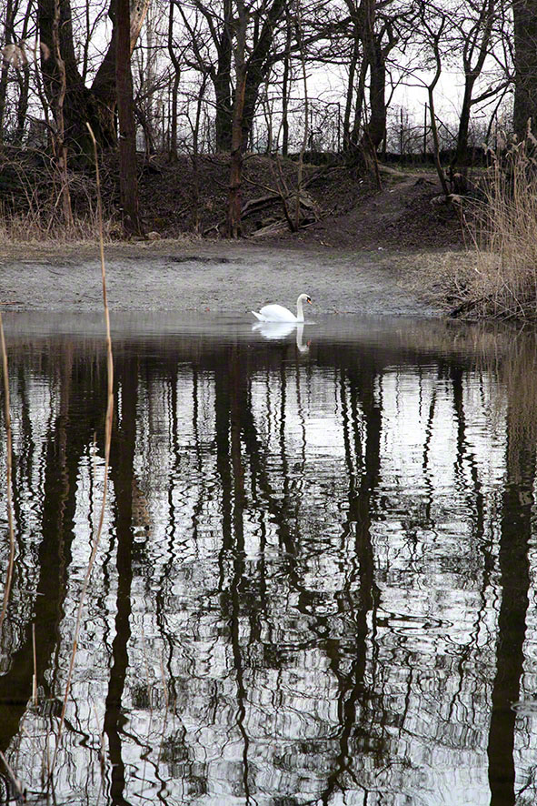 Lusthauswasser, Schwan
