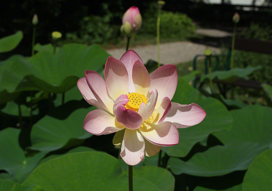 Lotosblume im Botanischen Garten in Wien
