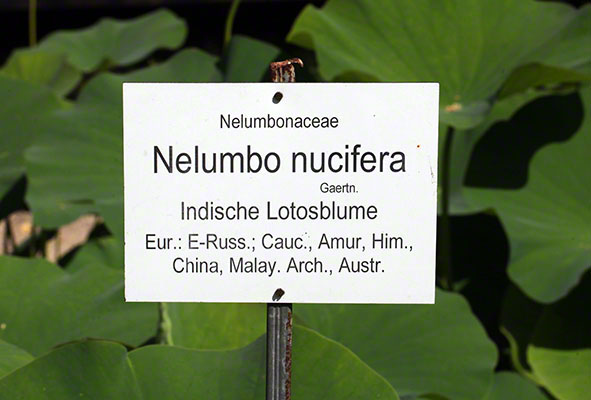 Lotosblume im Botanischen Garten in Wien