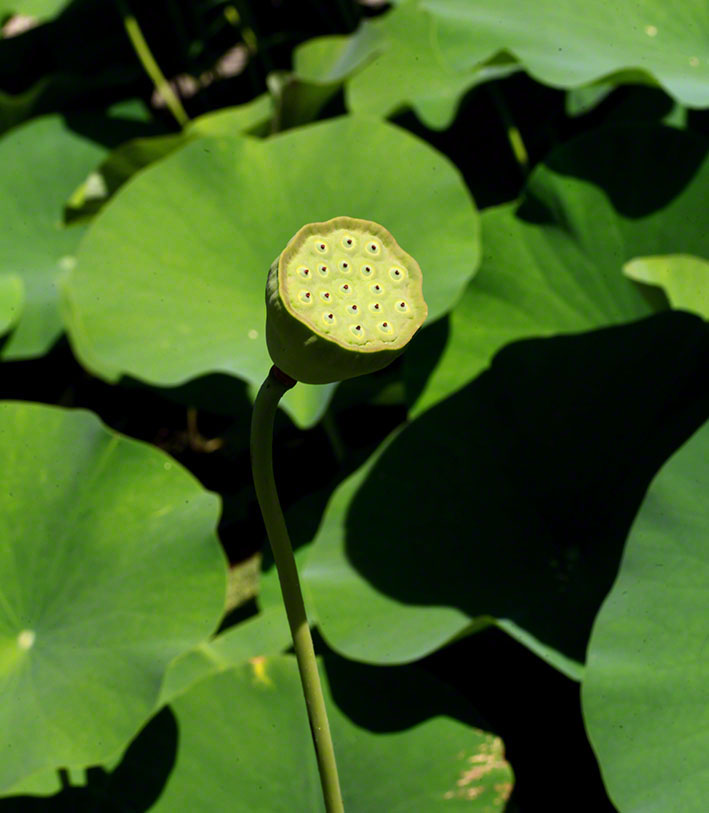 Lotosblume im Botanischen Garten in Wien