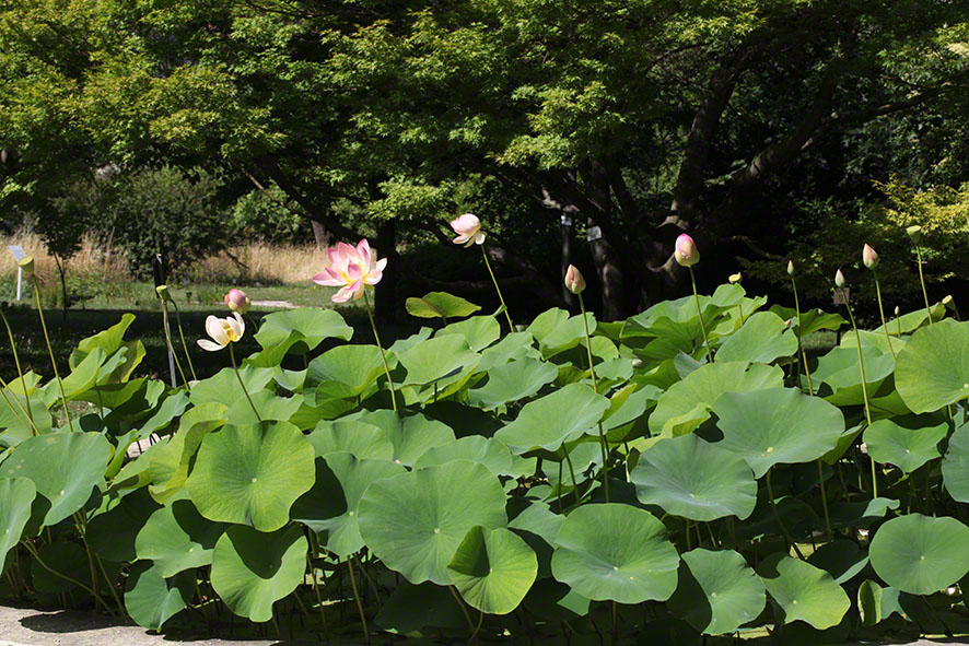 Lotosblume im Botanischen Garten in Wien