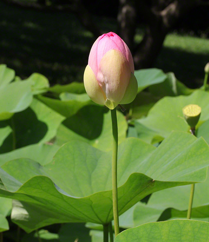 Lotosblume im Botanischen Garten in Wien