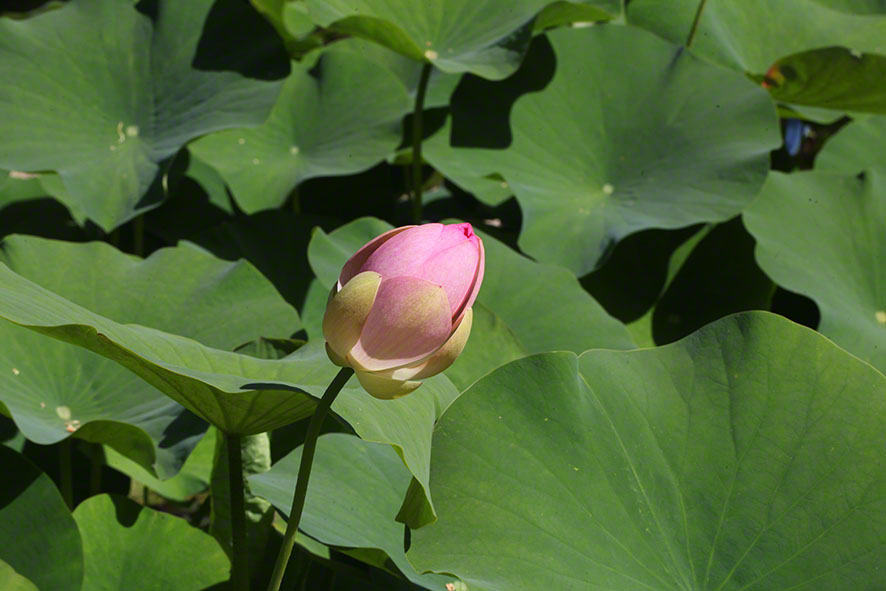 Lotosblume im Botanischen Garten in Wien