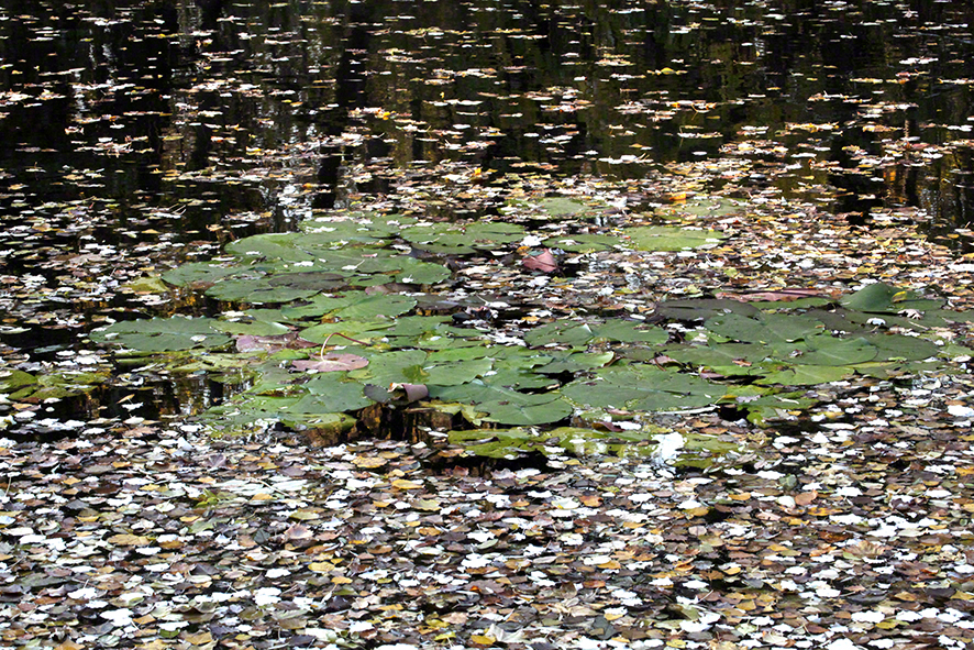 Prater-am kleinen Lusthauswasser