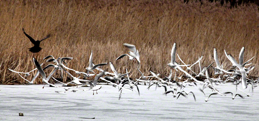 Lusthauswasser Möwen