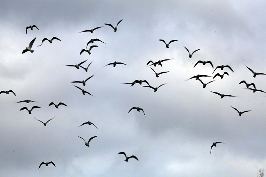 Lusthauswasser Möwen