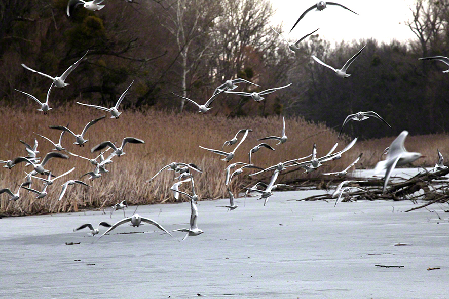 Lusthauswasser Möwen