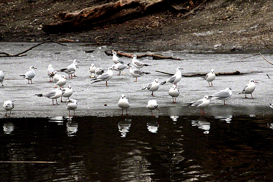 Lusthauswasser Möwen