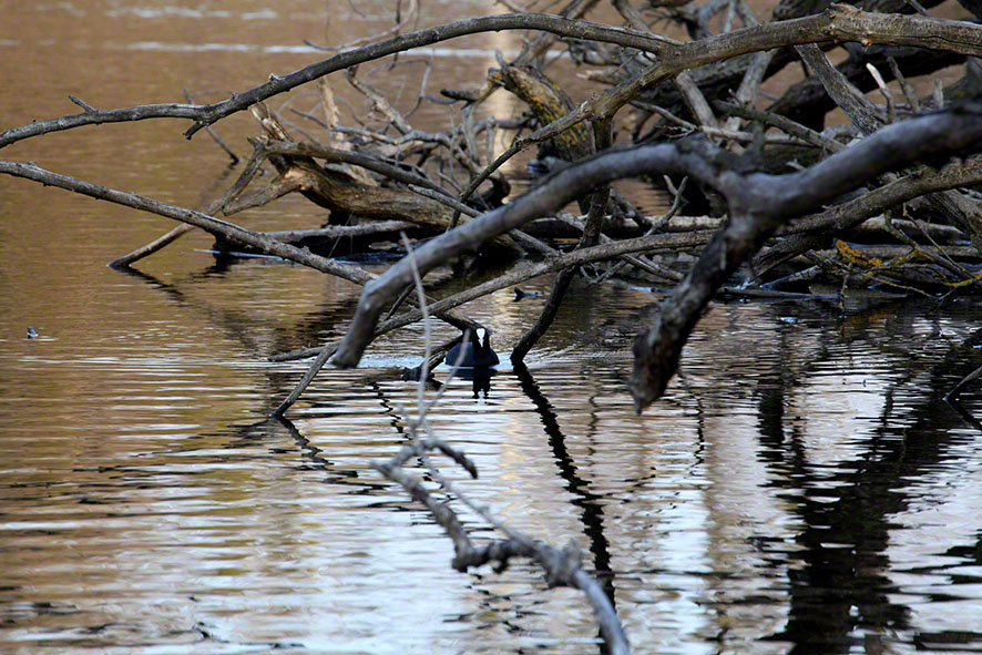 Prater, Lusthauswasser, Blässhuhn