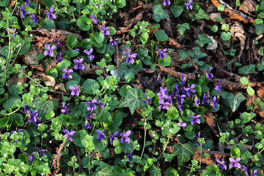 Prater, Lusthauswasser, Märzveilchen