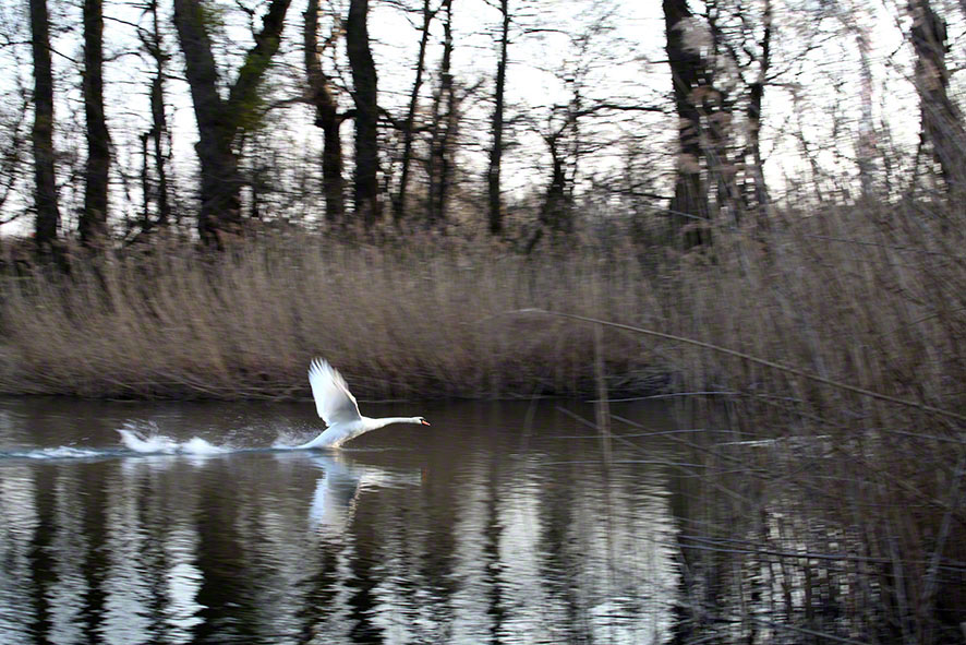 Prater, Lusthauswasser, Schwan