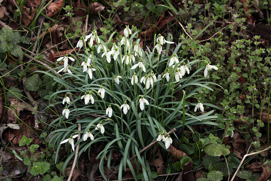 Prater, Lusthauswasser, Schneeglöckchen
