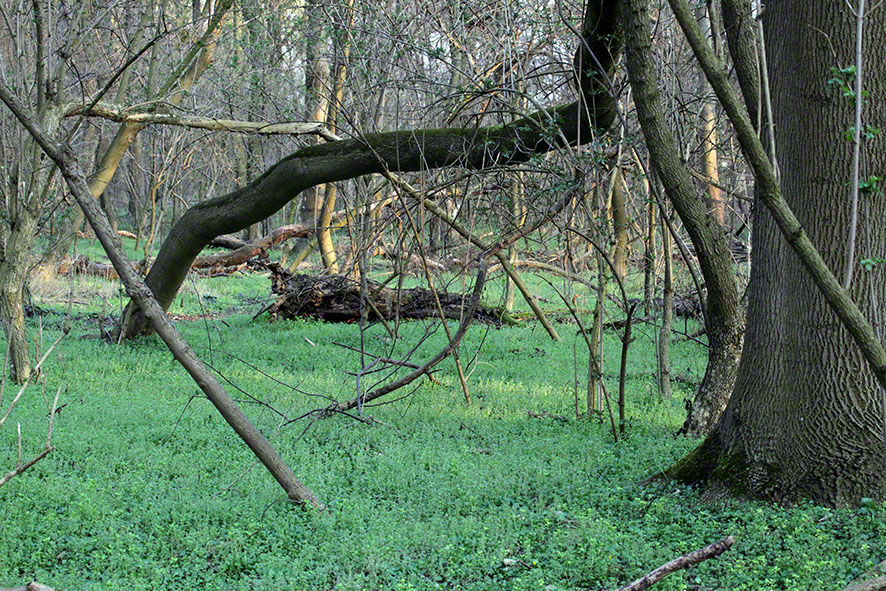 Prater, Lusthauswasser, Bäume