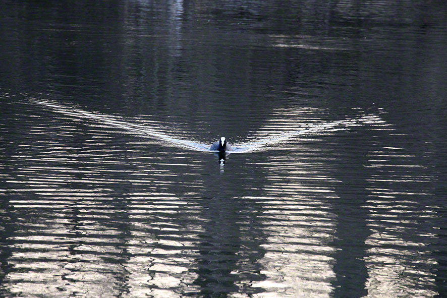 Prater, Lusthauswasser, Blässhuhn