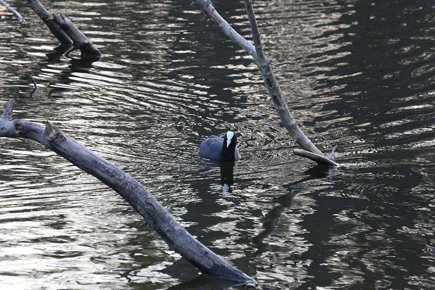 Prater, Lusthauswasser, Blässhuhn