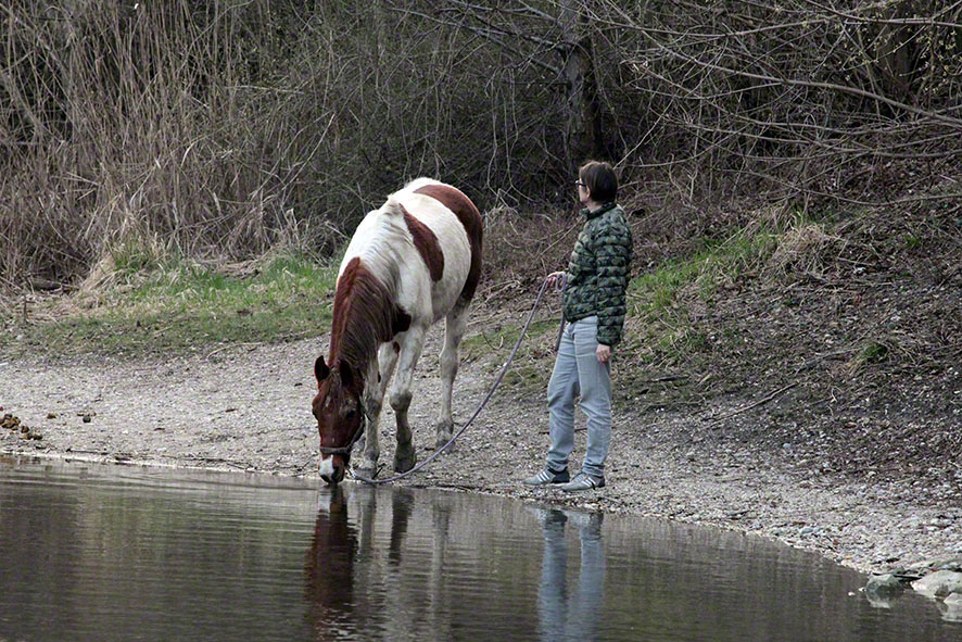 Prater, Lusthauswasser, Pferdetränke