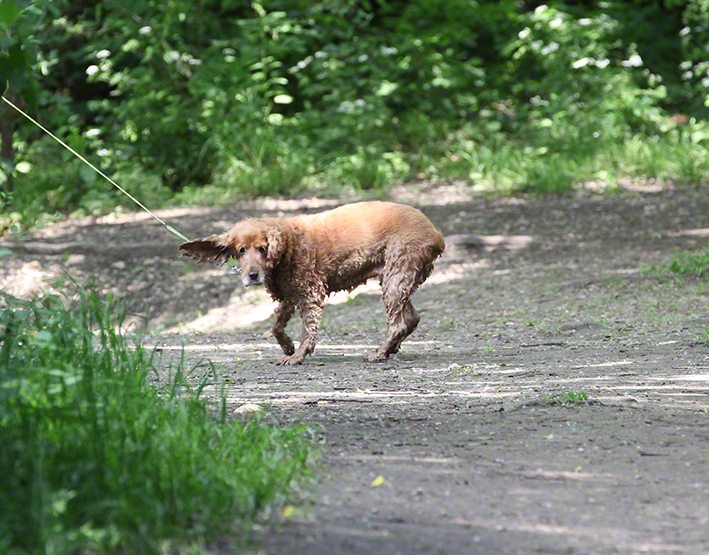 Lusthauswasser, Hund