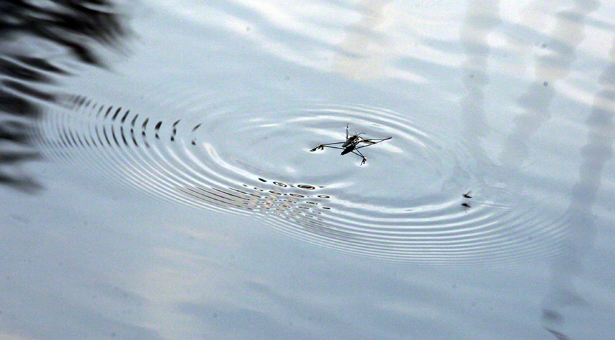 Lusthauswasser, Wasserläufer