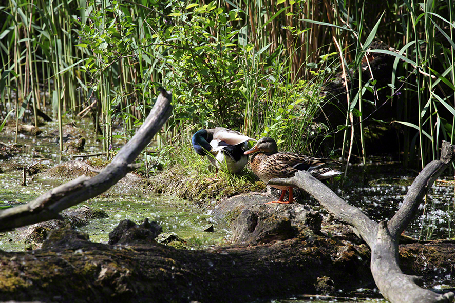 Lusthauswasser, Entenpaar