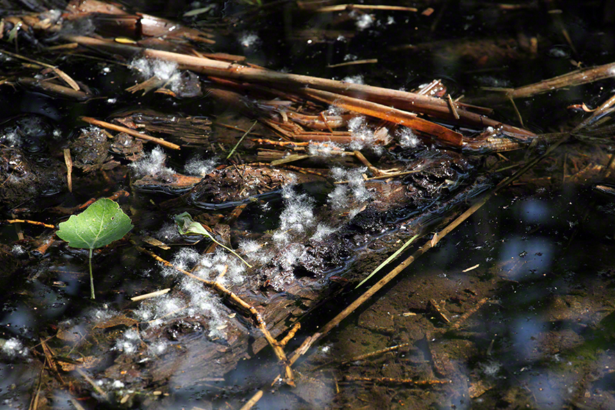 Lusthauswasser, Pappelflaum