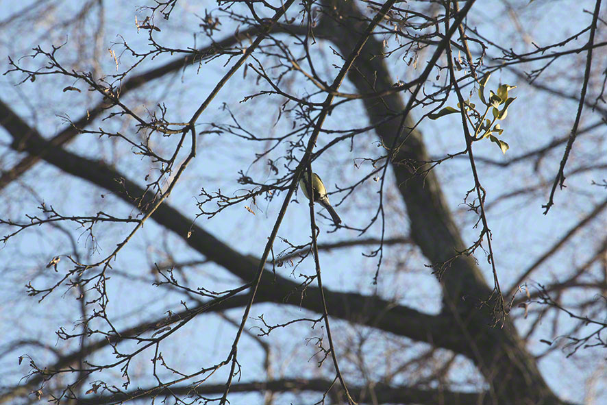 Lusthauswasser, Meise?