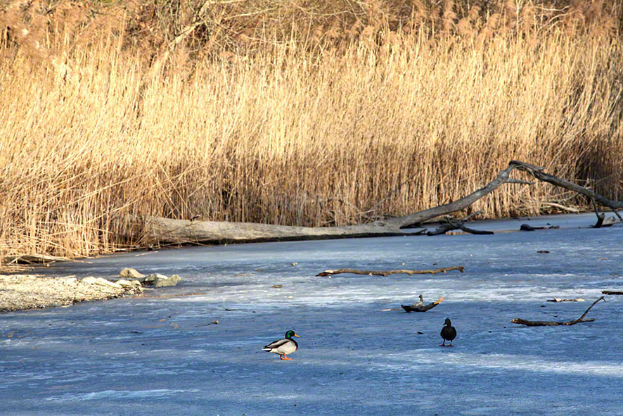 Lusthauswasser, vereist