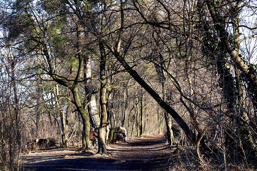 Lusthauswasser, vereist