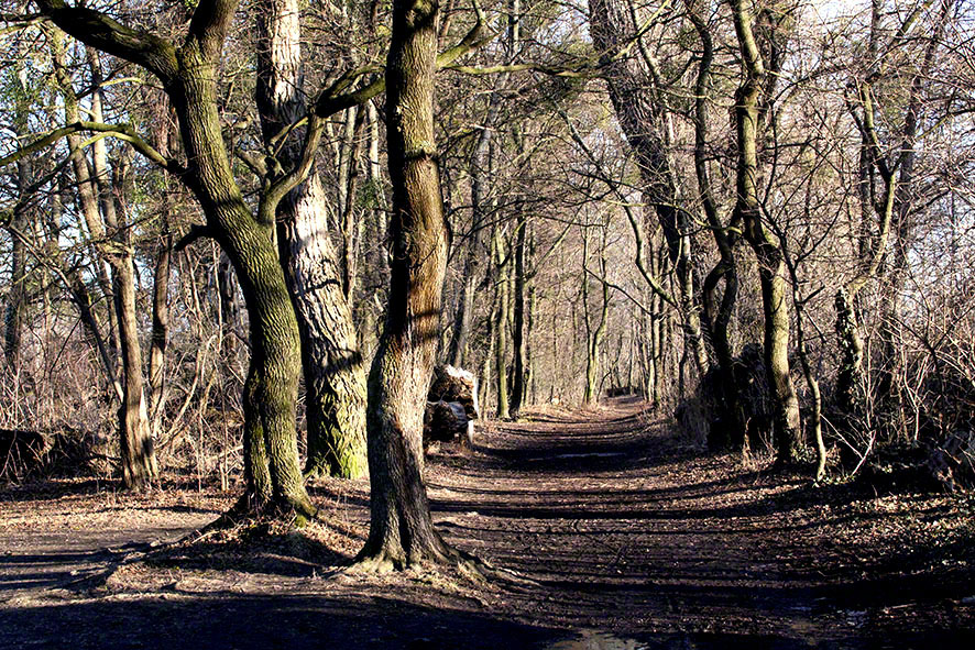 Lusthauswasser, vereist