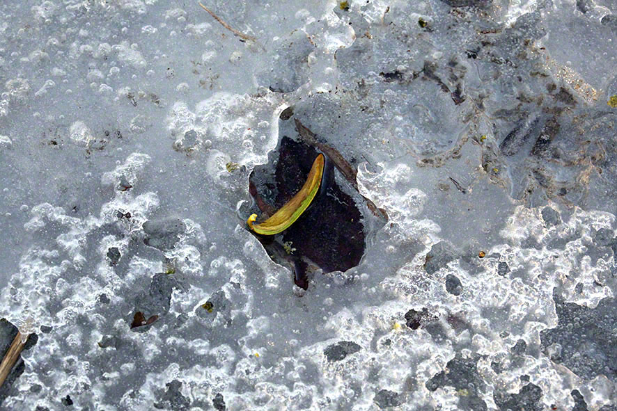 Lusthauswasser, vereist