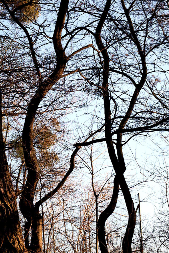 Lusthauswasser, vereist