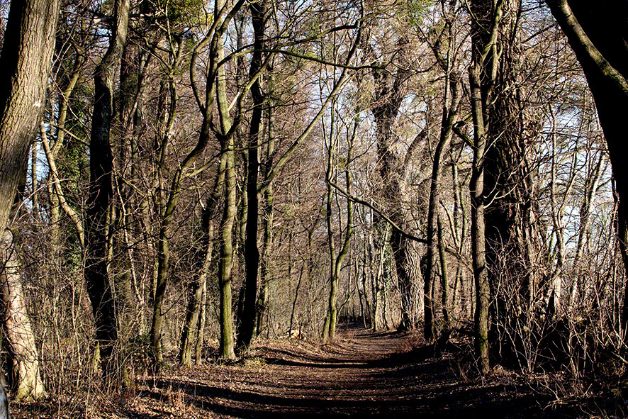 Lusthauswasser, vereist