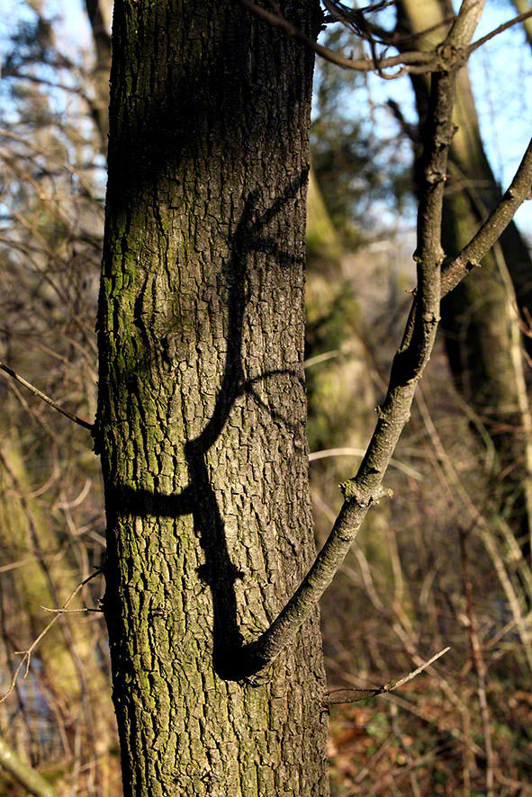 Lusthauswasser, vereist