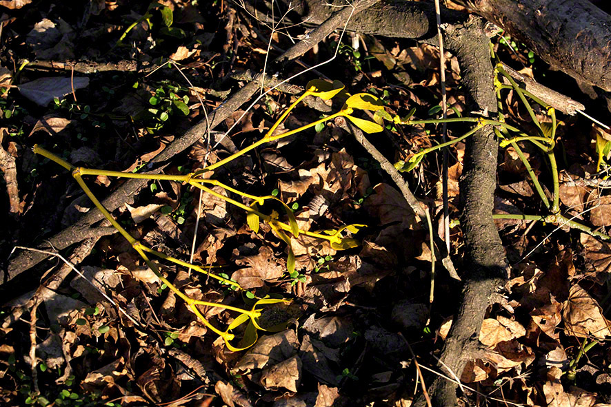 Lusthauswasser, Mistel