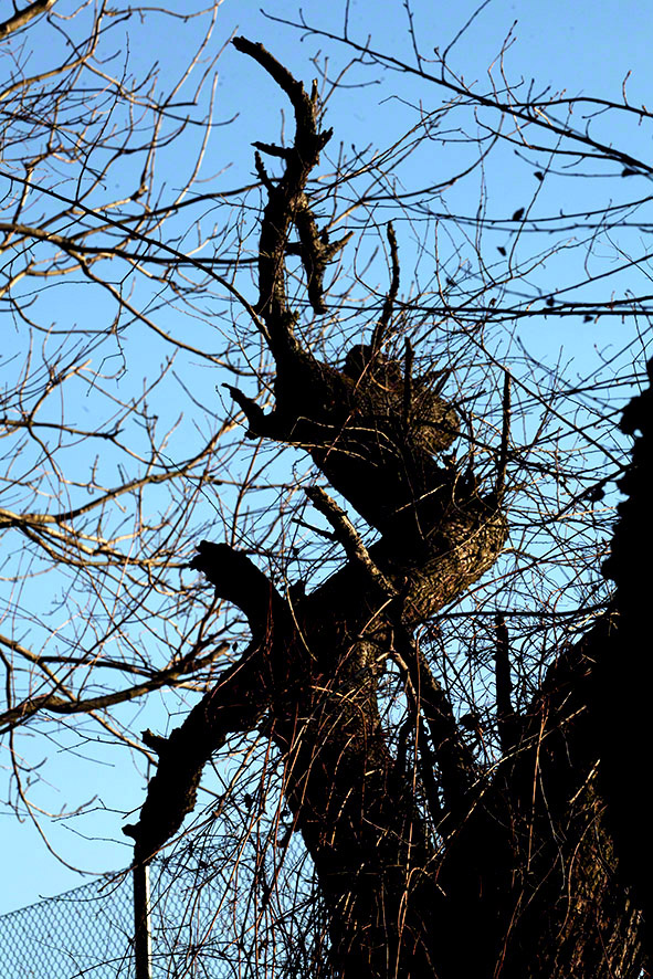 Lusthauswasser, vereist