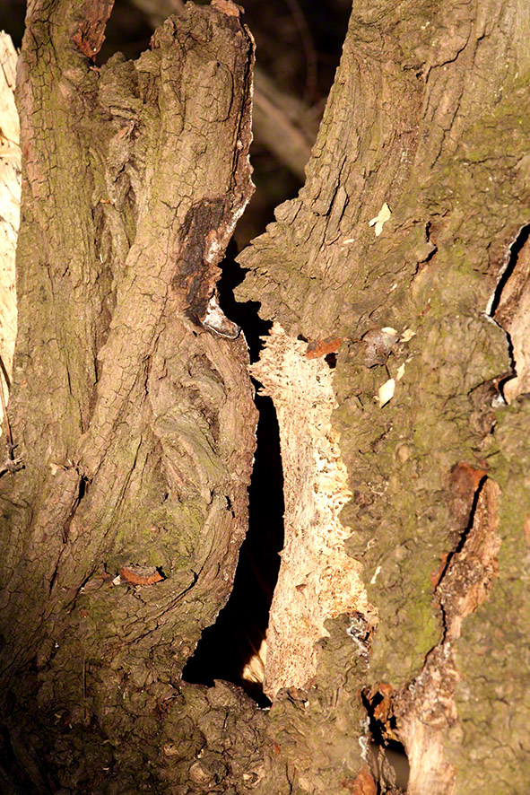 Lusthauswasser, Rinde