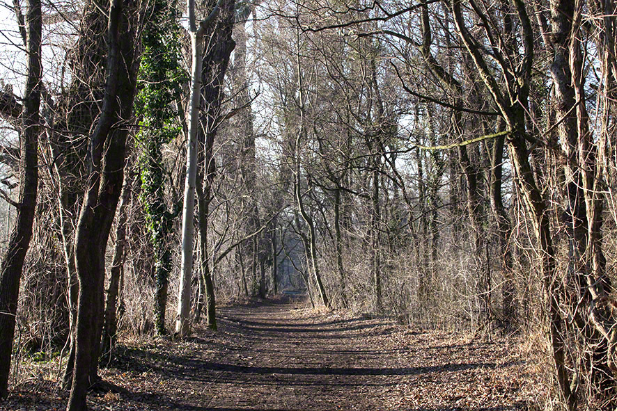 Lusthauswasser, vereist