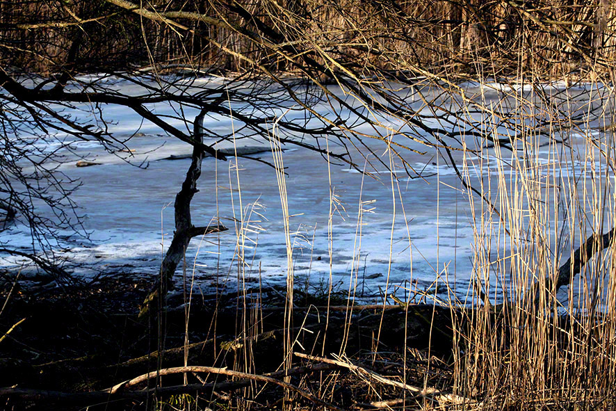 Lusthauswasser, vereist