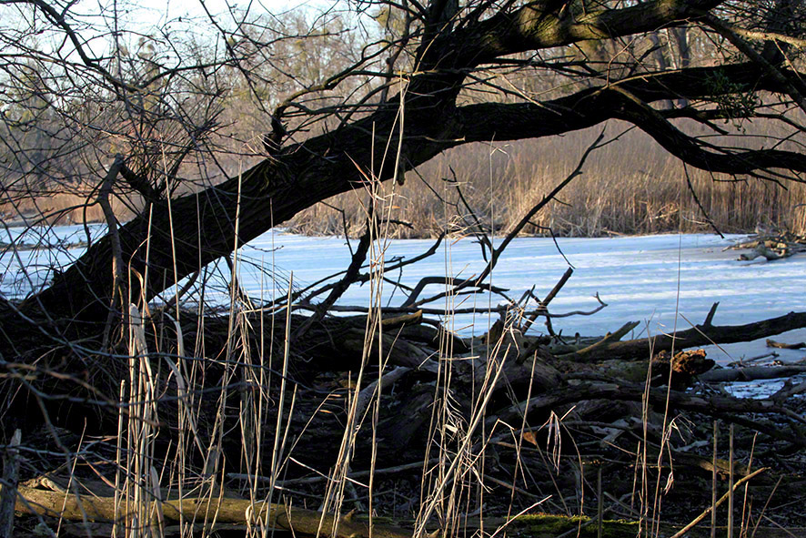 Lusthauswasser, vereist