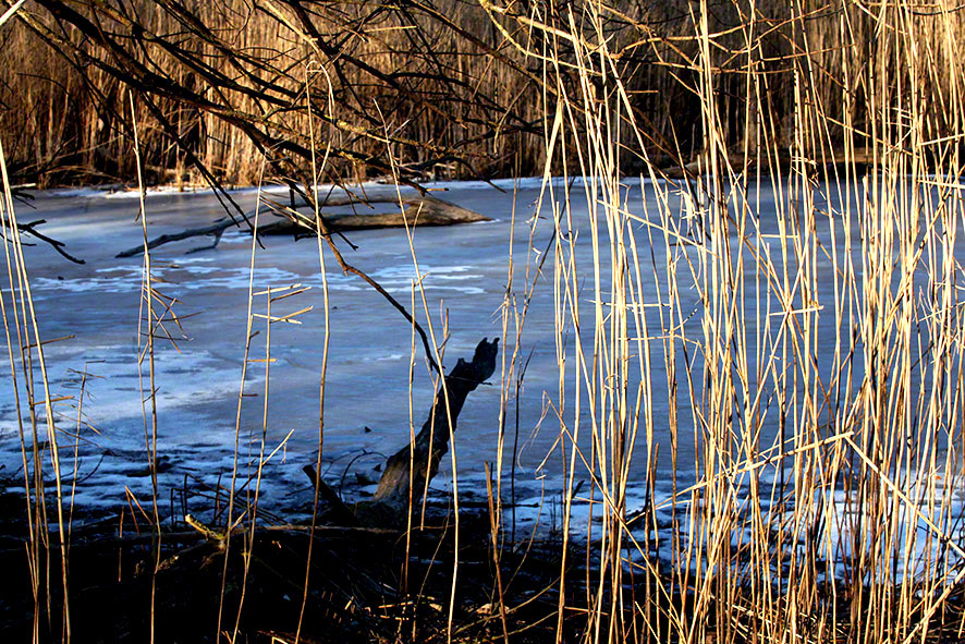 Lusthauswasser, vereist