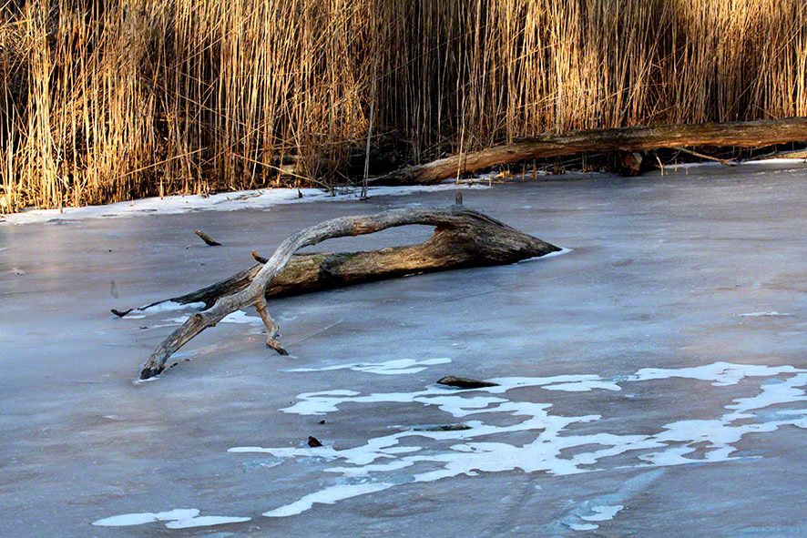 Lusthauswasser, vereist