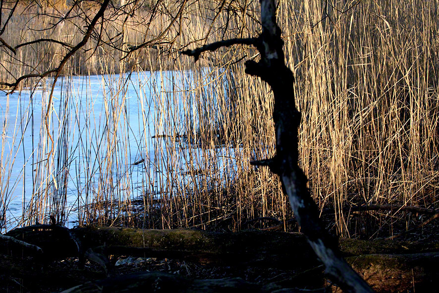 Lusthauswasser, vereist